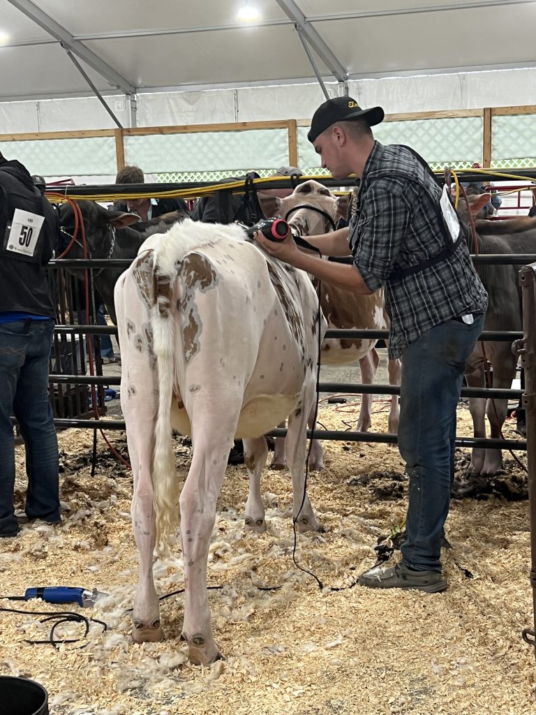 A student prepares a cow