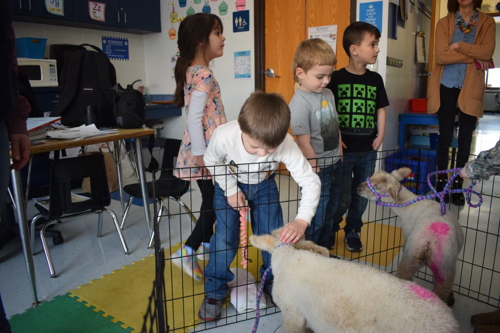 A student pets a lamb