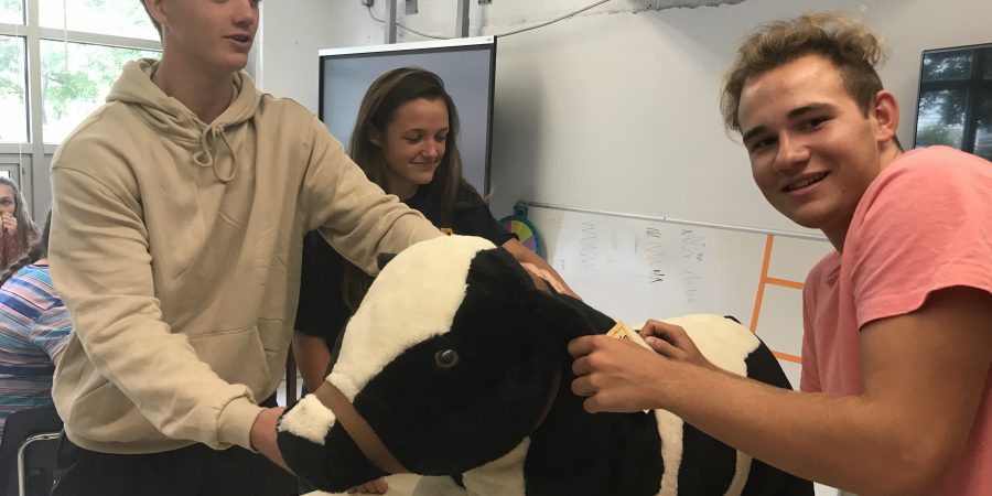Three students stand with a stuffed cow