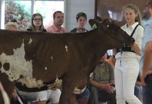 Student shows dairy cow in arena