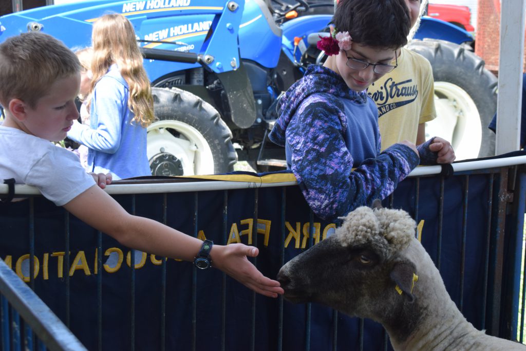 two students pet a sheep