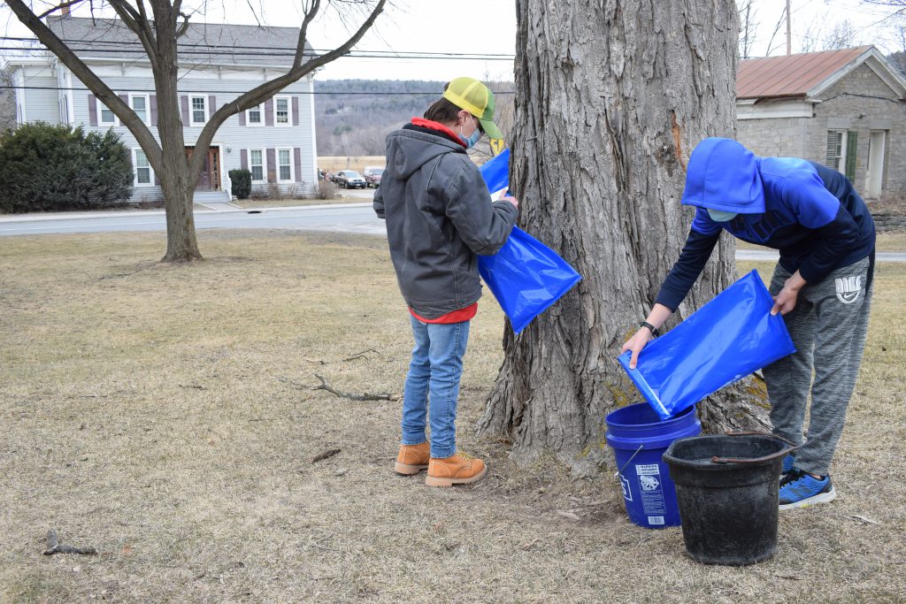 Two students collect maple sap